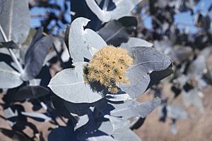 Eucalyptus pruinosa flowers
