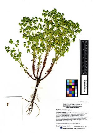 Euphorbia crenulata @21273 (7677753188).jpg