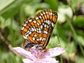 Euphydryas gillettii, female, side