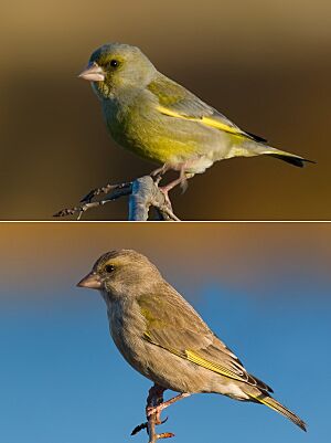 European Greenfinch male female