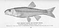 FMIB 51129 Horny Head or River Chub
