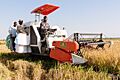 Farmers harvesting rice