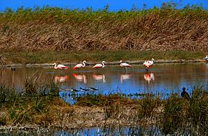 Flamencos andinos (Phoenicoparrus andinus) en los humedales de villa maria
