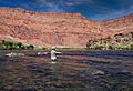 Fly Fisher On The Colorado River At Lee's Ferry, AZ