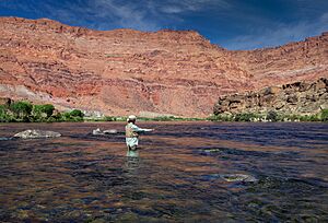 Fly Fisher On The Colorado River At Lee's Ferry, AZ