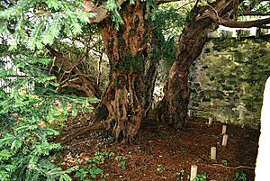 Fortingall-Yew-trunk
