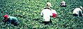 Fruit Picking, Oxnard California (7618167580)