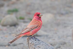 GREAT-ROSEFINCH