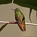 Gould's Jewelfront hummingbird (Heliodoxa aurescens)