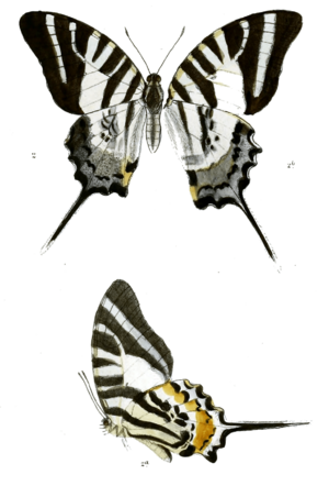 Graphium epaminondas 475.png