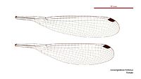 Griseargiolestes fontanus female wings (34828372075)