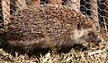 Hedgehogright