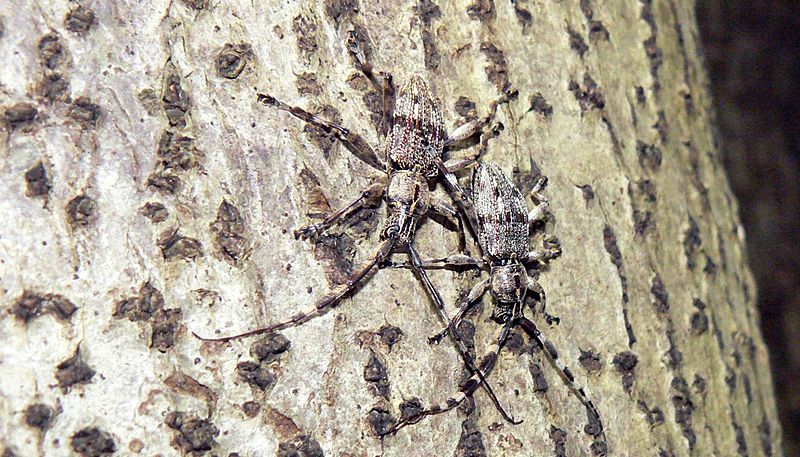 Hexatricha pulverulenta pair on karaka tree