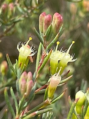 Homoranthus biflorus flowers.jpg