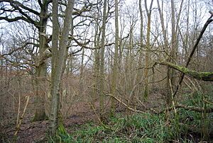 In Brooklands Wood - geograph.org.uk - 1744148