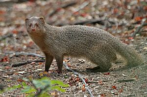Indian Mongoose (Herpestes javanicus)- is it- at Hyderabad, AP W 096.jpg