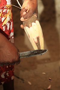 Instrument rudimentaire pour réduire le manioc en couac