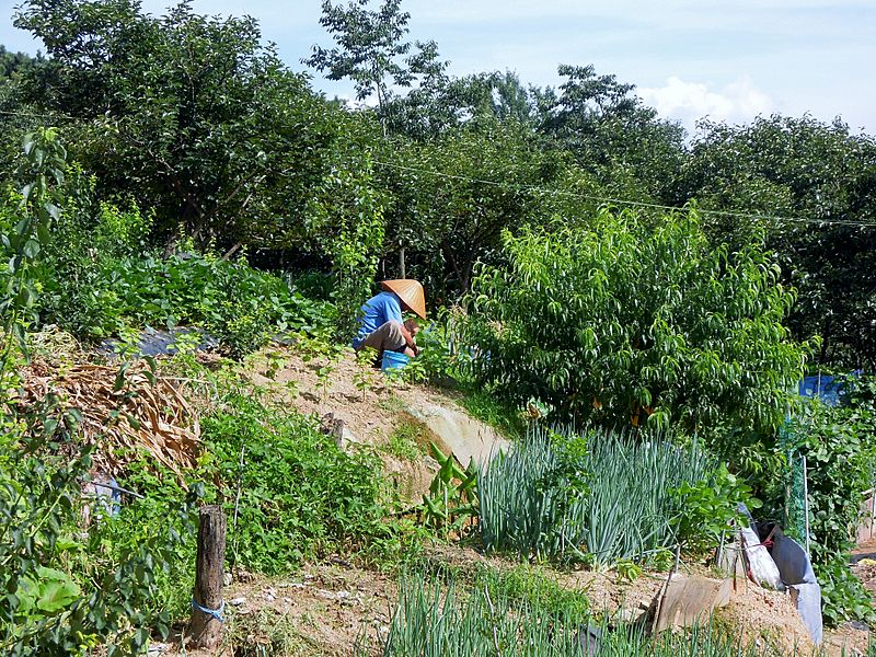 Ipbuk-dong Farming - 2012-07-25