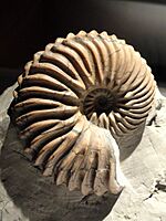 Jeletzkytes nebrascensis, Late Cretaceous, Fox Hills Formation, South Dakota, USA - Houston Museum of Natural Science - DSC01979