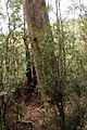 Kalatha tree (Eucalyptus regnans) at the base