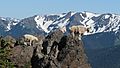 Klahhane goats family rocky WIC NPS Photo (22479763043)