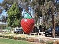 KoonoomooBigStrawberry