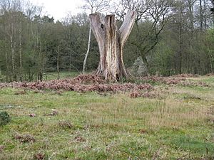 Large tree stump south of Bignor Park Cottage - geograph.org.uk - 1248312.jpg