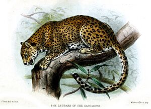 LeopardSmit