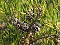 Melaleuca ctenoides fruit