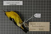 Naturalis Biodiversity Center - RMNH.AVES.126754 1 - Aegithina tiphia multicolor (Gmelin, 1789) - Irenidae - bird skin specimen