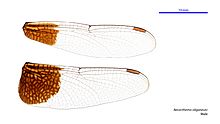 Neurothemis oligoneura male wings (34928475251)
