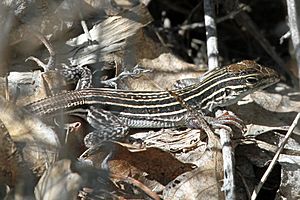 New Mexico Whiptail (Aspidoscelis neomexicana) - Flickr - GregTheBusker.jpg