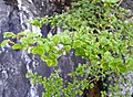 Nothofagus Gunnii summer foliage with flowers