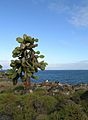 Opuntia echios - Santa Fe, Galapagos