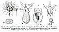 Oreostylidium from Mildbraed