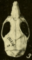 Oryzomys couesi couesi dorsal