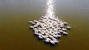 Pelicans on Illinois River