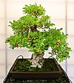 Pescia, museo del bonsai, punica granatum, stile moyogi (eretto informale), con frutti