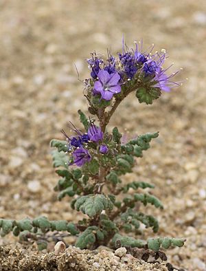 Phacelia formosula 1.jpg