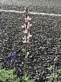 Pink Big Bend bluebonnet