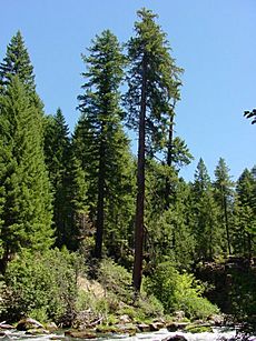 Pinus lambertiana ProspectOR