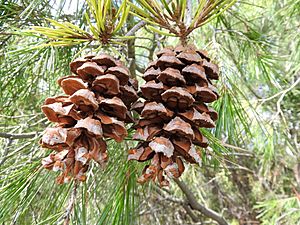 Pinus pinceana.jpg