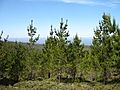 Pinus radiata HuckleberryHill1.jpg