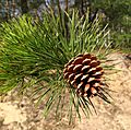Pinus rigida cone Poland