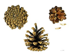 Pinus sylvestris MHNT.BOT.2005.0.971