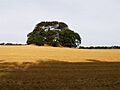 Pitmilly Law, near Boarhills, Fife, Scotland