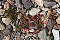Plant in Lonsoraefi area, Iceland