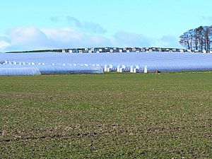 Polytunnels and caravans - geograph.org.uk - 1198694