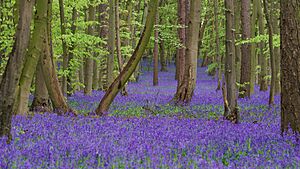 Pryor's Wood Bluebells 2017-04-26-4