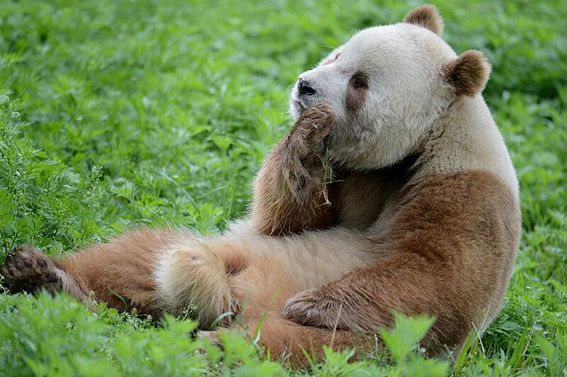 Qinling panda